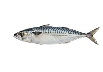 Naklejka premium Isolated atlantic mackerel displays its iridescent skin and distinctive stripes against a white background