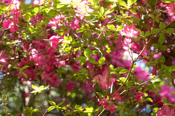 pink and white flowers