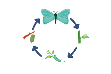 The Magical Metamorphosis: From Egg to Beautiful Butterfly – A Visual Guide to the Complete Life Cycle of a Butterfly