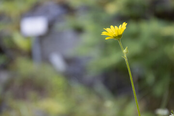 daisy in the field