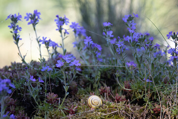 Fototapete bei efototapeten.de bestellen   