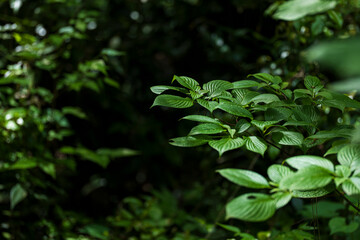初夏の新緑の森　明治神宮の森