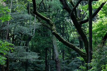 初夏の新緑の森　明治神宮の森