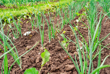 Fresh green onions grow abundantly in a well-tended garden bed during the vibrant spring season