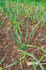 Young garlic plants growing in a rich soil bed on a sunny day during early spring