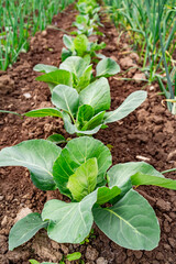 Growing cabbage and onion crops in a lush vegetable garden during mid-spring