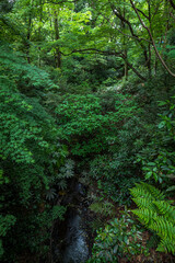 Fototapeta premium 初夏の新緑の森 明治神宮の森