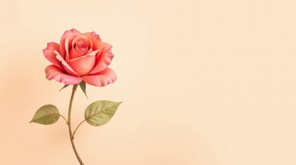 Obraz premium A Single Coral Rose on a Pale Background, a Delicate Floral Image Perfect for Greeting Cards and Invitations