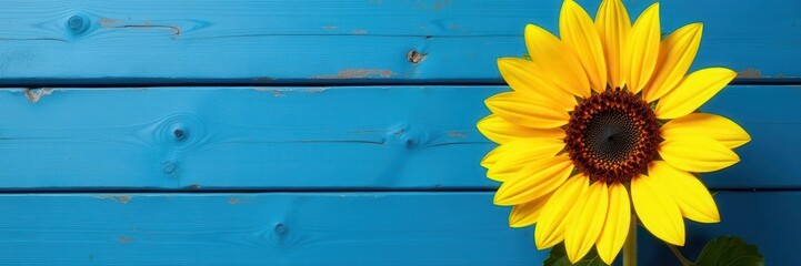 Single vibrant sunflower against weathered blue wood , single, wooden texture