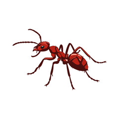 vector illustration of red ants on white background