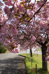 cherry blossom in spring