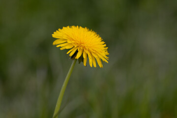 yellow dandelion flower