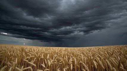 Dramatic golden wheat field under dark, menacing storm sky with powerful lightning striking across threatening cumulonimbus clouds, capturing intense agricultural landscape - Powered by Adobe