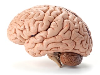 An Anatomical Illustration of the Human Brain.