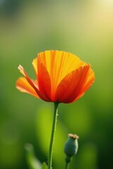 Fototapeta premium A Single Orange Poppy Flower in Soft Sunlight, a Delicate Bloom Against a Blurred Green Background