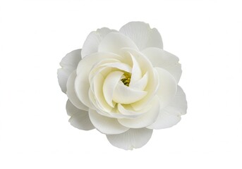 Close-up of a delicate white ranunculus flower with many petals, isolated on a clean white background