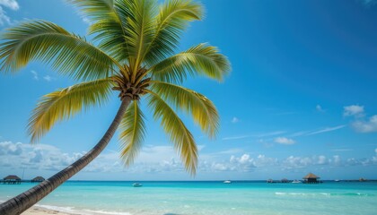 Fototapeta premium tropical beach with palm trees