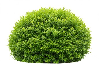 Fototapeta premium Isolated round shrub with bright green leaves on a white background in a studio shot for design elements