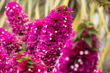 purple lilac flowers