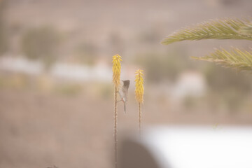 A bird on a dry grass in the wind