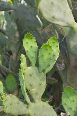 Eastern Prickly Pear Cactus (Opuntia humifusa) devil's-tongue or Indian fig, wild plant in nature...