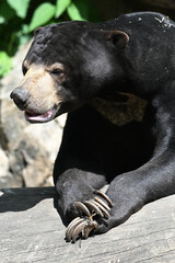 Sun bear portrait