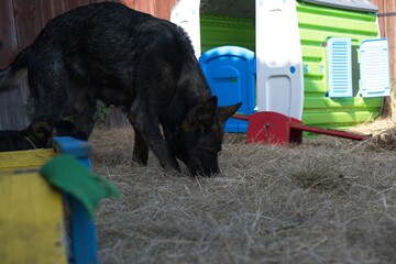 Beautiful grey German Shepherd dog with her puppies in the run on a farm in Skaraborg Sweden on a warm and sunny spring day in May