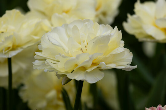 Spring Concept, Blooming White Blooming Tulipa " Mondial" ( Double Early Tulip )