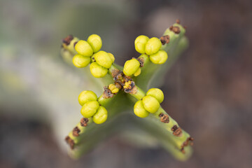 buds of a willow