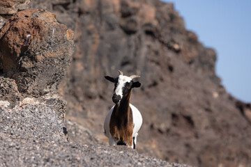 goat on the rock