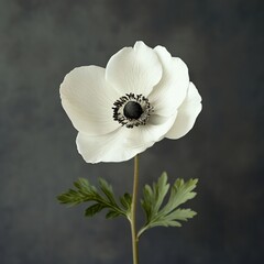 Fototapeta premium Stunning White Anemone Flower