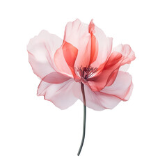 Obraz premium Delicate Pink Poppy