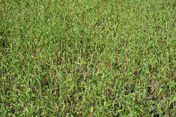 Grain field in spring, the grain dries up, drought