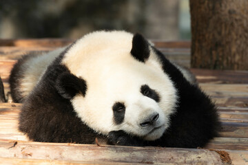 Fototapeta premium Close up Sleeping Panda , Chengdu , China