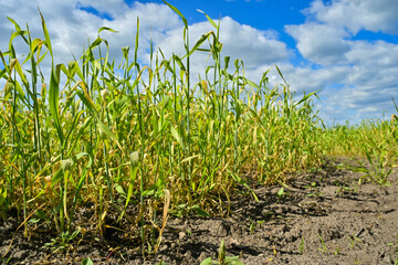 Grain field in spring, the grain dries up, drought