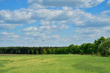 Grain field in spring, the grain dries up, drought