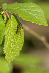 A hoverfly sitting on the edge of a bright green leaf with serrated edges. The fly has a thin body with alternating black and yellow stripes on the abdomen, transparent wings and large compound eyes