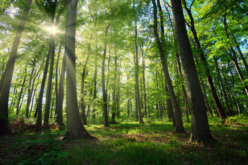 A sunny day in a summer, green deciduous forest. The fresh, bright greens of early summer