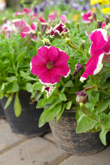 Red White petunias in the garden, Petunia, Close up of Red White Petunia flower in the garden, Petunia flower and blurred background, Background of Red White petunia flowers, spring flower Closeup.