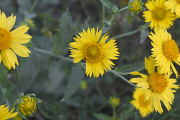 Golden Crownbeard (Also called Golden Crownbeard, Copen Daisy, golden crown beard) in the nature, Golden Crownbeard Flower closeup,Beautiful yellow flower closseup in nature Chakwal, Punjab, Pakistan
