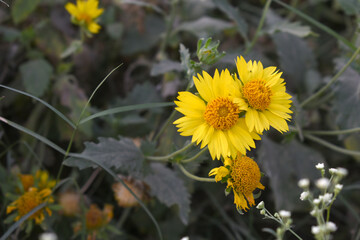 Golden Crownbeard (Also called Golden Crownbeard, Copen Daisy, golden crown beard) in the nature,...