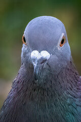 Close-up of pigeon with detailed grey feathers, dark beak, and orange eyes, blurred background
