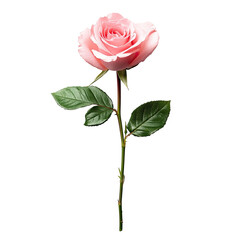 Obraz premium Single pink rose, elegant