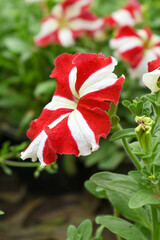 Fototapeta premium Red White petunias in the garden, Petunia, Close up of Red White Petunia flower in the garden, Petunia flower and blurred background, Background of Red White petunia flowers, spring flower Closeup.