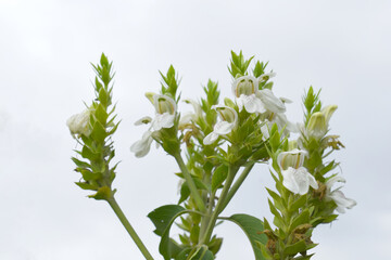 A green Plant of Justicia adhatoda vasica or malabar nut plant in selective focus and background blur, the white Justicia adhatoda blossom in spring, Chakwal, Punjab, Pakistan