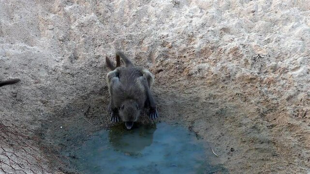 Lone gray monkey drinks water from a puddle in sandy ground, it left and another one took its place