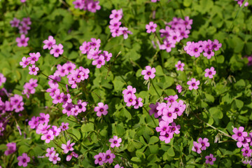 春の花壇に咲くサクラソウのピンクの花