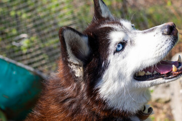 husky dog portrait © taidundua