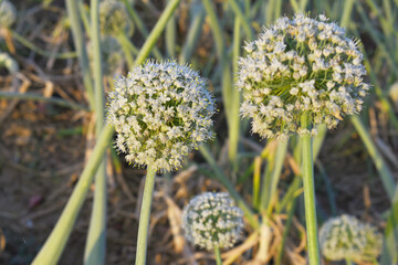 Closeup photo of onion flower with blur background, Macro of blooming onion flower head in the garden. Agricultural background. Spring onions or Sibies. Summertime rural scene. White little flowers