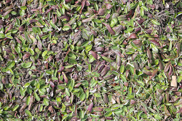Dry spring leaves. Green and purple tones. Natural texture background. Close up of ground. Forest floor pattern. Seasonal nature surface. Fallen foliage detail. Organic woodland vegetation.